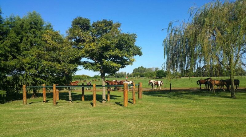 Argentine estancia with horses