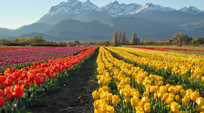 The only tulip field in Argentina